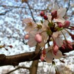 복단일달력 활용법 알아보기