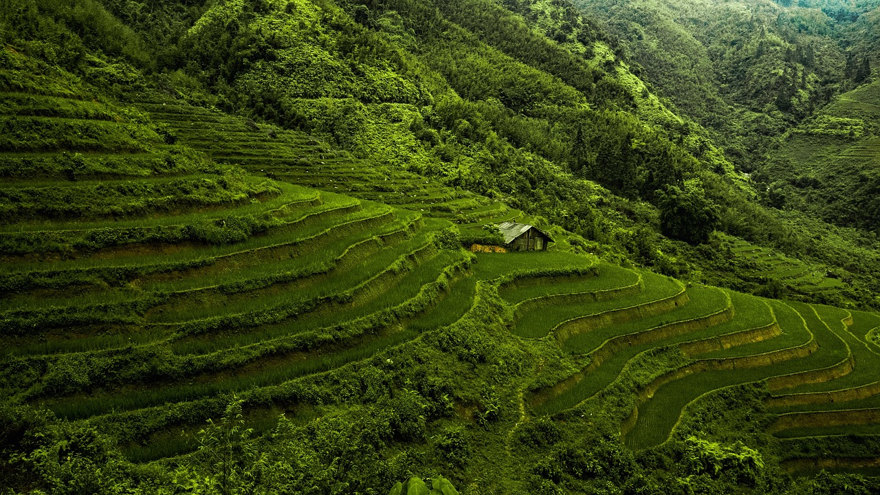 이삿날 쌀